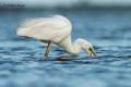 Garceta grande (Egretta alba)