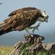 Descripción: Aguila pescadora (Pandion haliaetus)