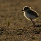 Descripción: Chorlitejo patinegro (Charadrius alexandrinus)