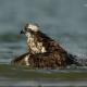 Descripción: Aguila pescadora (Pandion haliaetus)