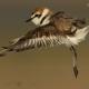 Descripción: Chorlitejo patinegro (Charadrius alexandrinus)