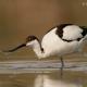 Descripción: Avoceta (Recurvirostra avosetta)