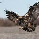 Descripción: Águila imperial Ibérica (Aquila adalberti)