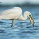 Descripción: Garceta grande (Egretta alba)