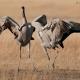 Grulla común (Grus grus)