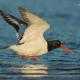 Descripción: Ostrero (Haematopus ostralegus)