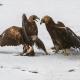 Descripción: Pelea de Aguila reales