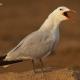 Descripción: Gaviota de audouin (Larus audouinii)