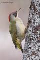 Pito real (Picus viridis)