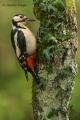 Pico picapinos (Dendrocopos major)