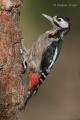 Pico picapinos del Teide (Dendrocopos major canariensis)