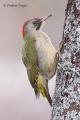 Pito real (Picus viridis)