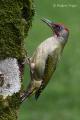 Pito real (Picus viridis)