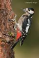 Pico picapinos del Teide (Dendrocopos major canariensis)