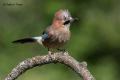 Arrendajo (Garrulus glandarius)