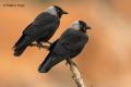 Grajilla (Corvus monedula)