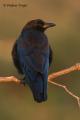 Corneja negra (Corvus corone corone)