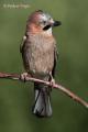 Arrendajo (Garrulus glandarius)