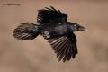 Cuervo (Corvus corax)