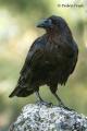 Cuervo (Corvus corax)