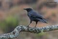 Corneja negra (Corvus corone corone)