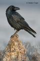 Cuervo (Corvus corax)