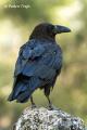 Cuervo (Corvus corax)