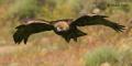 Águila real (Aquila chrysaetos)