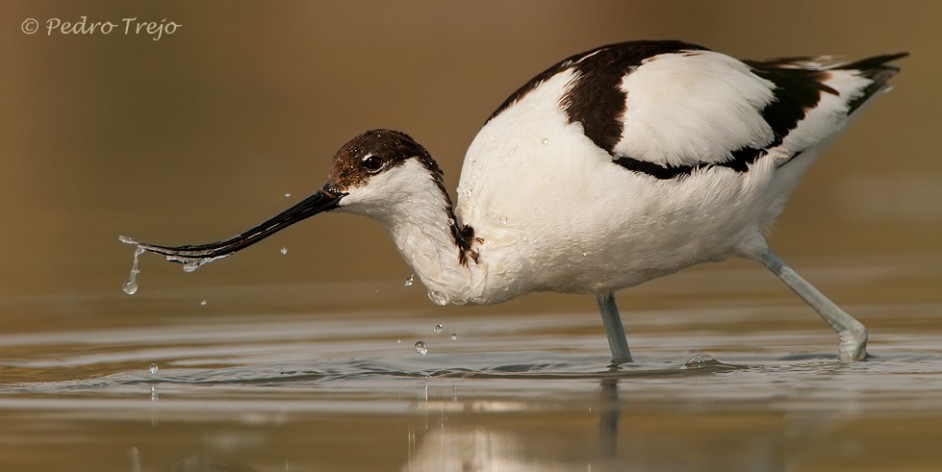 Descripción: Avoceta