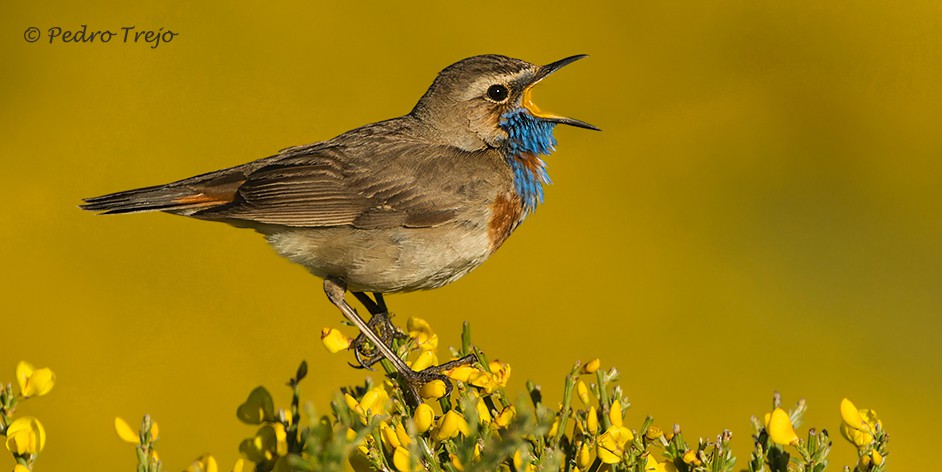 Pechiazul (Luscinia svecica)