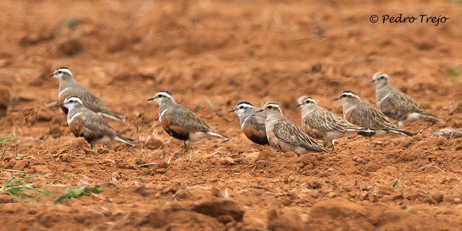 Chorlito Carambolo (Charadrius morinellus)