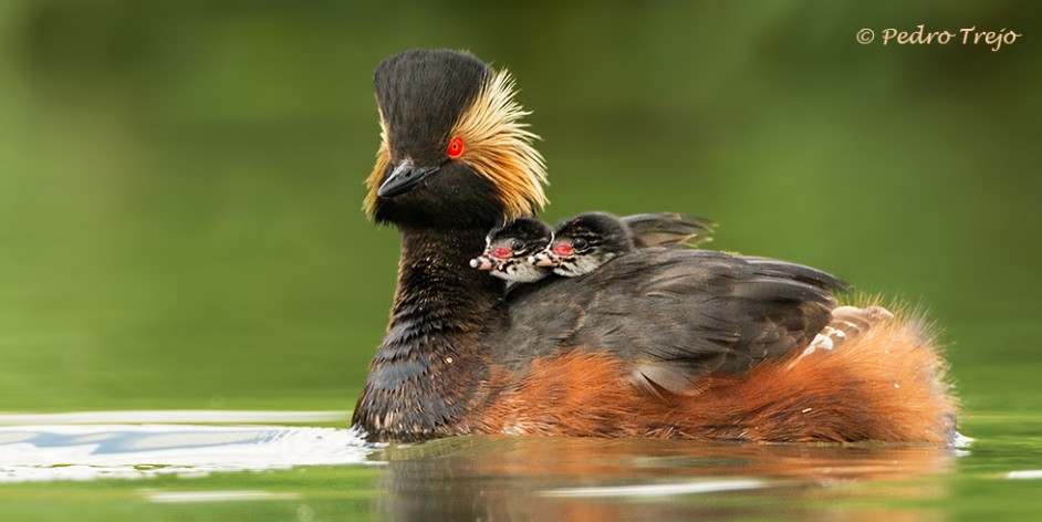 Descripción: Zampullin cuellinegro (Podiceps nigricollis)