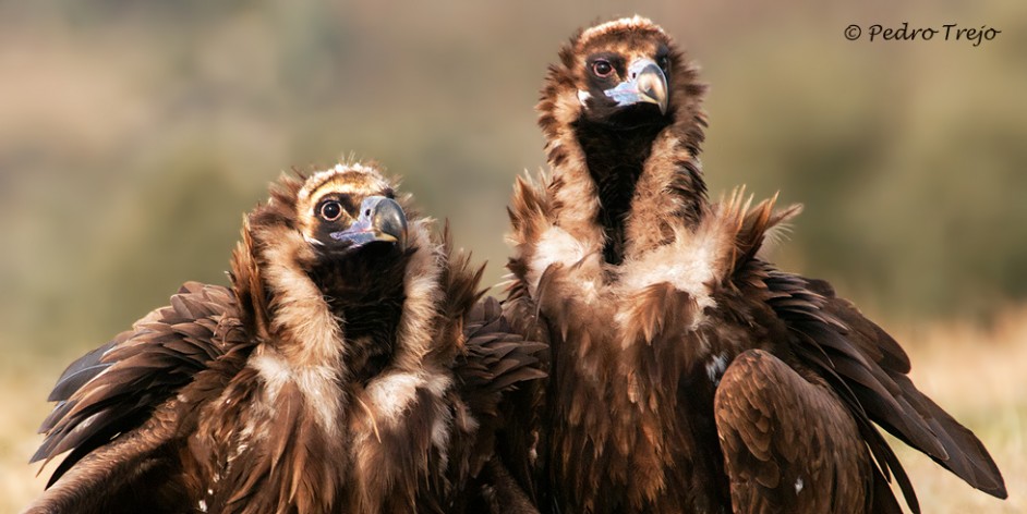 Buitre negro (Aegypius monachus)