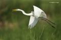 Garceta grande (Egretta alba)