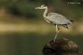 Garza real ( Ardea cinerea)