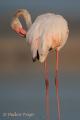 Flamenco (Phoenicopterus ruber)