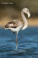 Flamenco (Phoenicopterus ruber)