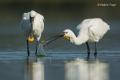 Espatula (Platalea leucorodia)