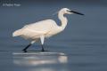 Garceta común (Egretta garzetta)