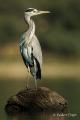 Garza real ( Ardea cinerea)