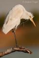 Garceta grande (Egretta alba)