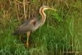 Garza imperial (Ardea purpurea)