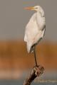 Garceta grande (Egretta alba)