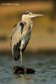 Garza real ( Ardea cinerea)