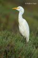 Garcilla Bueyera (Bubulcus ibis)