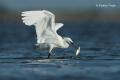 Garceta común (Egretta garzetta)