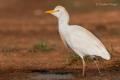 Garcilla Bueyera (Bubulcus ibis)