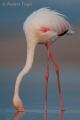 Flamenco (Phoenicopterus ruber)