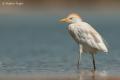 Garcilla Bueyera (Bubulcus ibis)