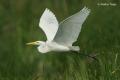 Garceta grande (Egretta alba)